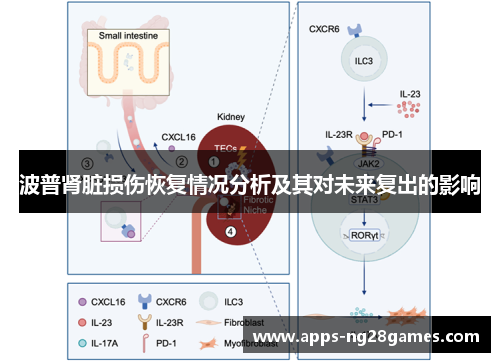 波普肾脏损伤恢复情况分析及其对未来复出的影响